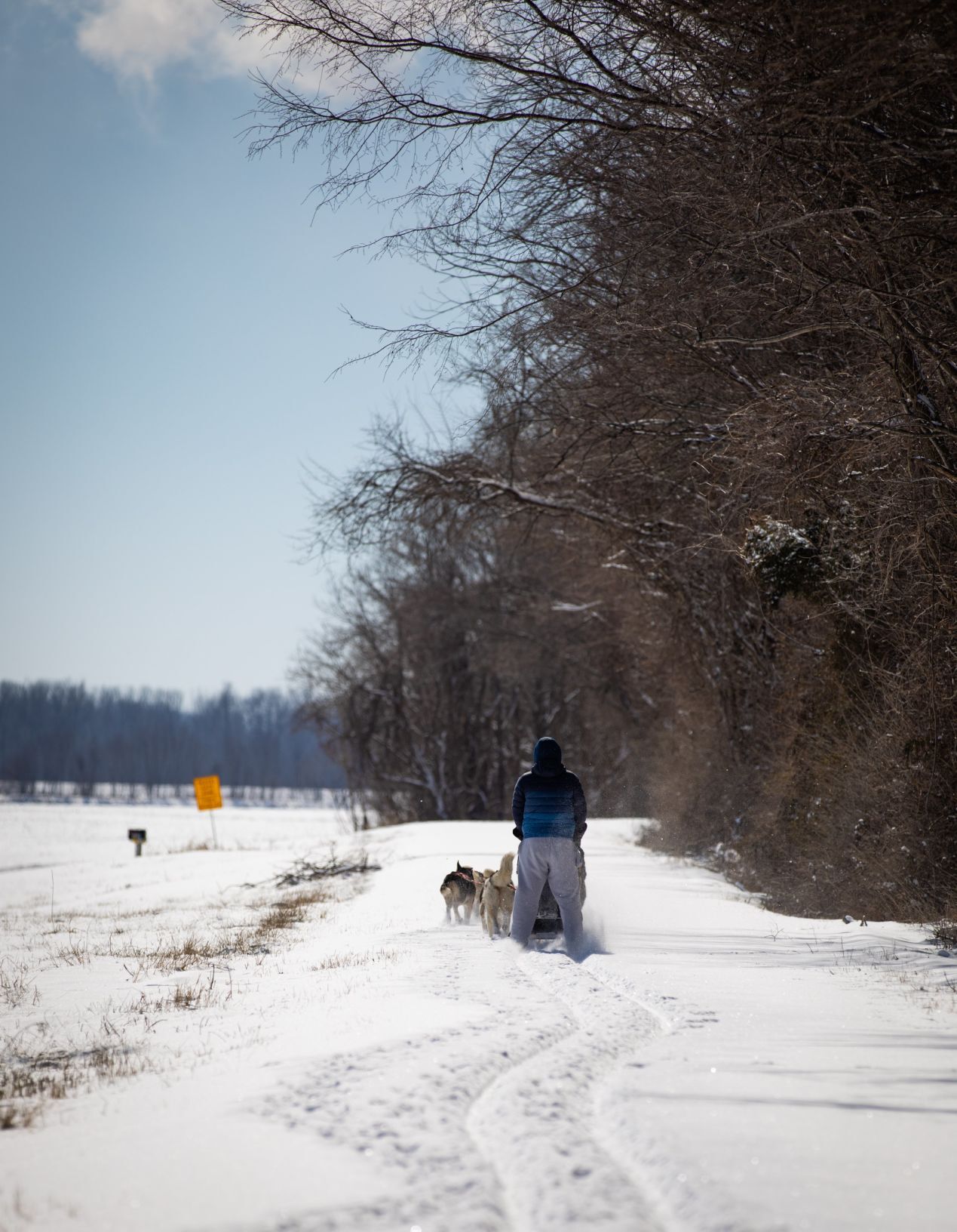 Snow treat for sled dog team